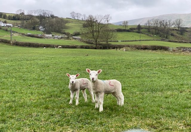 Two white lambs in a green field