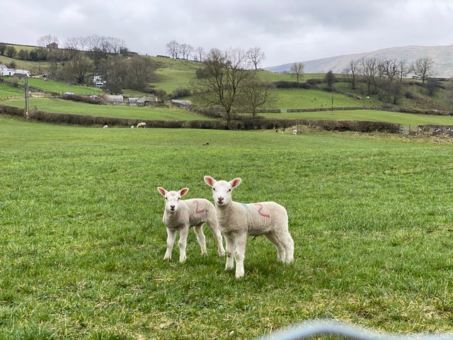 Two white lambs in a green field